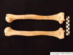 L_V20d5098 A16.175 R827 lR at robust deltoid tuberosities, humeri.JPG L_V20d5098 A16.175 R827 lR at robust deltoid tuberosities, humeri